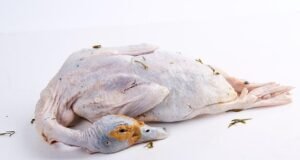 Breve glosario para entender la carne de pato