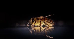 Abejas melíferas en peligro en Latinoamérica