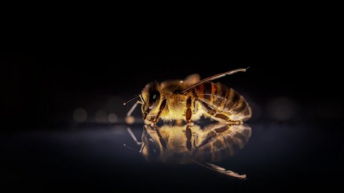 Abejas melíferas en peligro en Latinoamérica