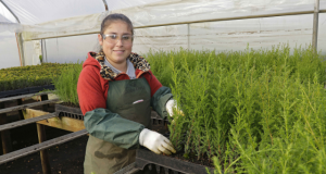 Sector Forestal promueve formación de futuros técnicos