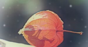 Abortos inseguros causan la muerte de 39 mil mujeres cada año