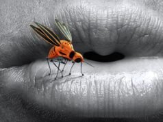 Zoonosis: las principales amenazas contra la salud mundial