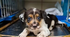 Venezuela elabora proyecto modelo para un hospital veterinario público en la región