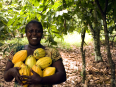 Cacao y microbiota: ¿Es cierto que Dios le dio alas a los ángeles y chocolate a los humanos”?