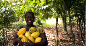 Cacao y microbiota: ¿Es cierto que Dios le dio alas a los ángeles y chocolate a los humanos”?